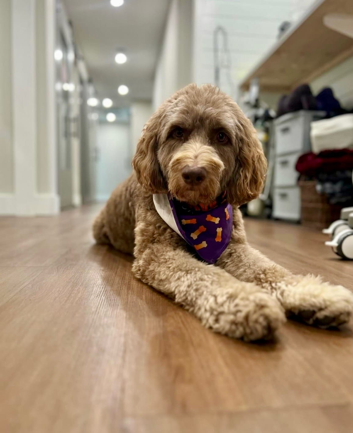 Bear, the office therapy dog